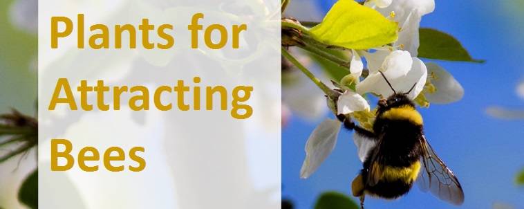 Plants for attracting bees